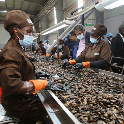 PRODUCTION D'ANACARDES, LA CÔTE D'IVOIRE DOIT MONTRER LE CHEMIN AU CAMEROUN