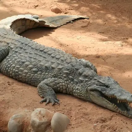 Pape Léon XIV au Cameroun : un crocodile offert au Saint-Père, le geste qui surprend