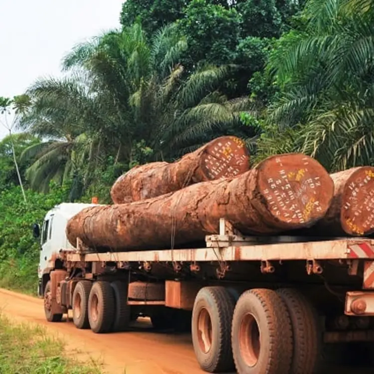 Bafoussam : des chauffeurs anglophones de bois battus par la Gendarmerie au checkpoint forestier