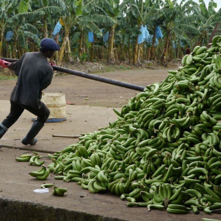 Cameroun : la Compagnie fruitière mise en demeure pour manquements graves au Haut-Penja