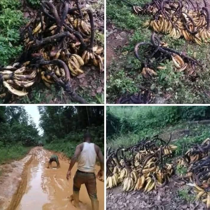 40% de Gaspillage : Le Chiffre Noir des Pertes Post-Récolte au Cameroun Dû aux Routes