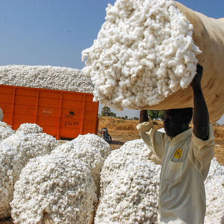 Démenti de la Sodecoton : « Entrepôts de torture » et fausses allégations, l'entreprise se défend