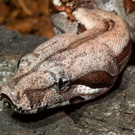 CAMEROUN :: Les habitants d'Olembé capturent et mangent un serpent boa de 2m, un totem prisé :: CAMEROON Les habitants d'Olembé capturent et mangent un serpent boa de 2m, un totem prisé