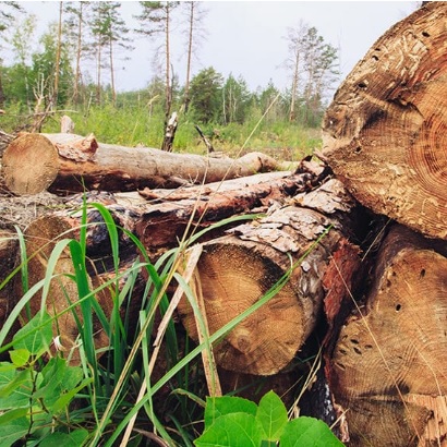 AFRIQUE :: Le WWF mobilise le secteur privé pour la préservation de 4 millions d’hectares de forêts :: AFRICA Le WWF mobilise le secteur privé pour la préservation de 4 millions d’hectares de forêts