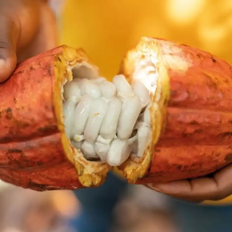 Cacao : le Cameroun, la Côte d’Ivoire, le Ghana et le Nigeria s’allient