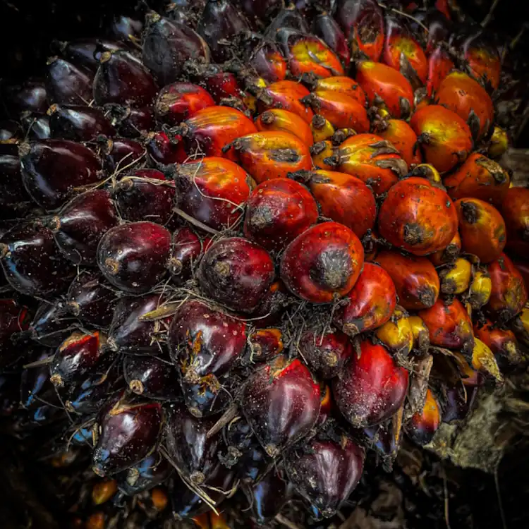 Pourquoi l'Occident vous ment sur l'huile de palme