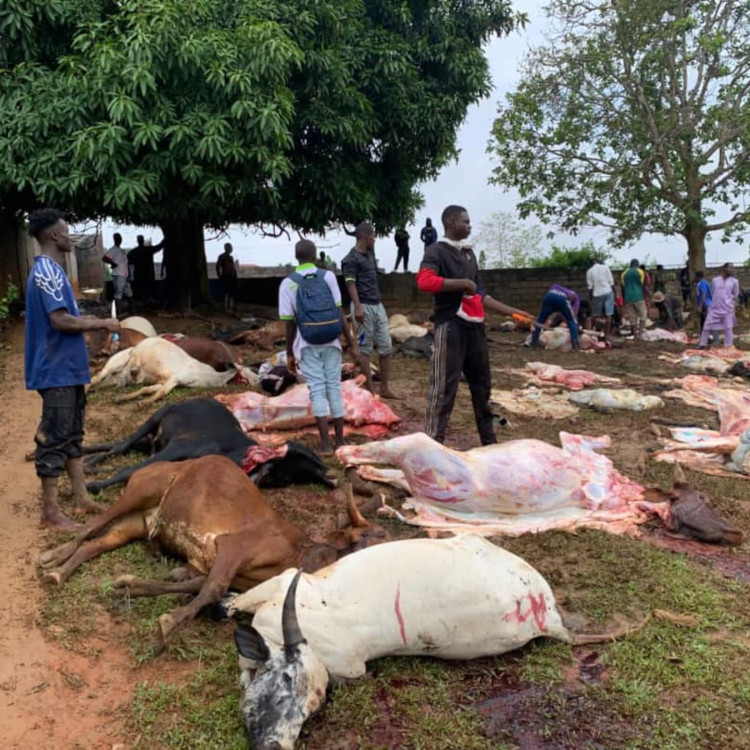Abattage illégal de 95 bœufs à Yaoundé : les autorités bloquent une distribution à risque