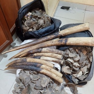 Braconnage :08 défenses d’éléphants saisies, un trafiquant arrêté à Yaoundé