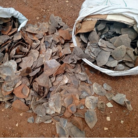 CAMEROUN :: Braconnage : Deux individus arrêtés avec 90 kg d’écailles de pangolin géant à Tibati :: CAMEROON Braconnage : Deux individus arrêtés avec 90 kg d’écailles de pangolin géant à Tibati