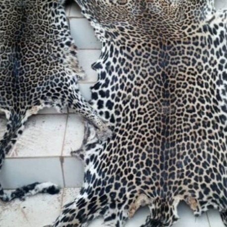 Protection de la faune : Un policier impliqué dans le trafic de peaux de panthère