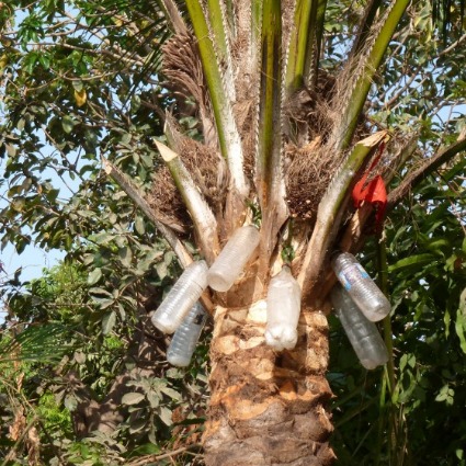 Immersion dans la production du vin de palme (MILOCK MI NKONG)