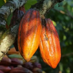 Le prix du Kg de cacao augmente. Le soutien à Paul Biya augmente.