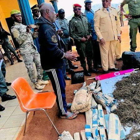 CAMEROUN :: 130 kg de Cannabis Saisis : Arrestation d'un Septuagénaire dans un Trafic de Drogue Majeur. :: CAMEROON 130 kg de Cannabis Saisis : Arrestation d'un Septuagénaire dans un Trafic de Drogue Majeur.