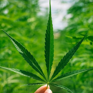 Les Différences Cruciales entre CBD, HHC et THC