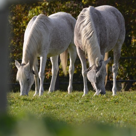 Une nouvelle ère pour les passionnés de courses hippiques